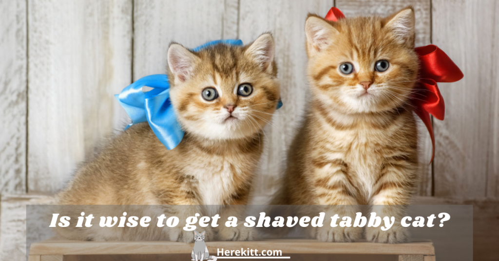 shaved tabby cat