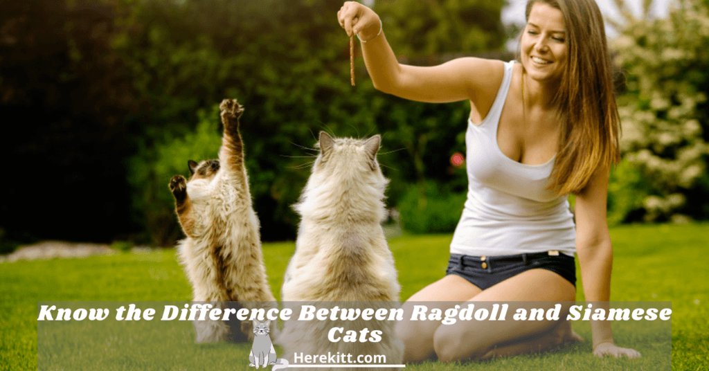 difference between Ragdoll and Siamese cats