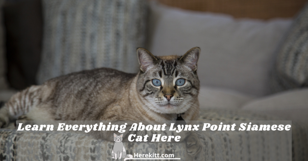 Lynx Point Siamese cat