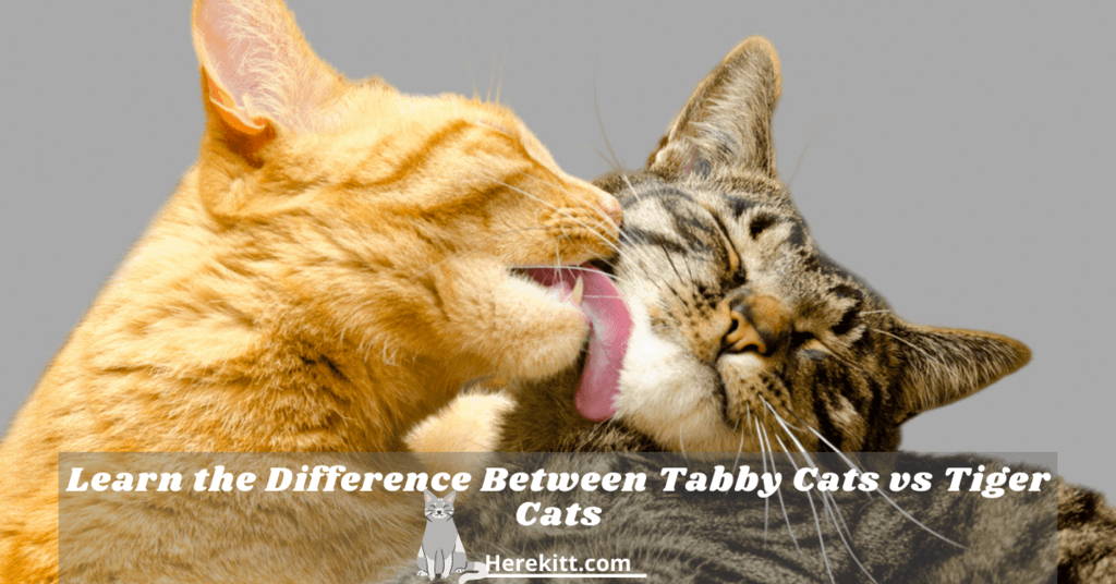 tabby cats vs tiger cats