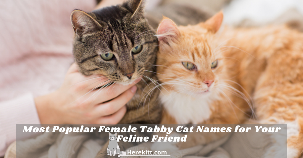 female tabby cat names