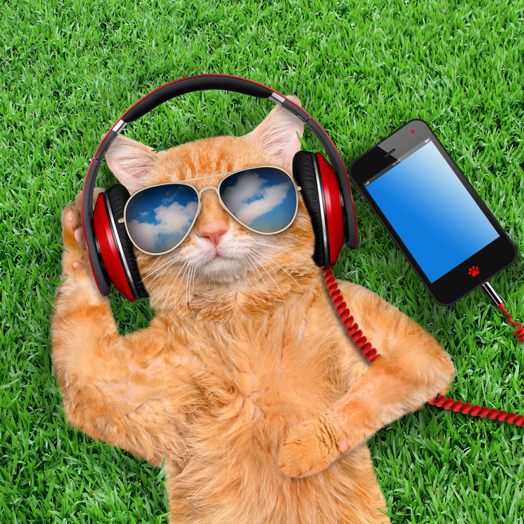 sounds only cats can hear