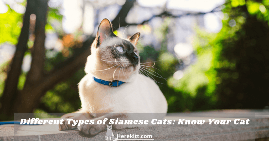 types of Siamese cats