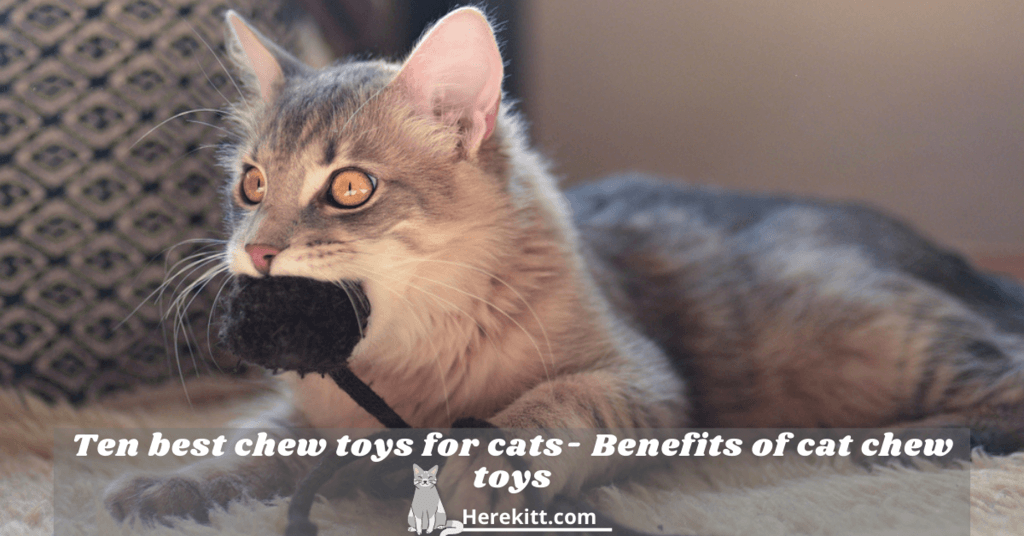 chew toys for cats