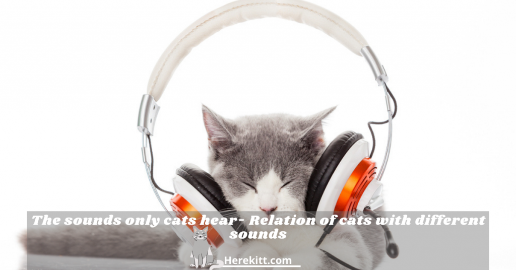 sounds only cats can hear