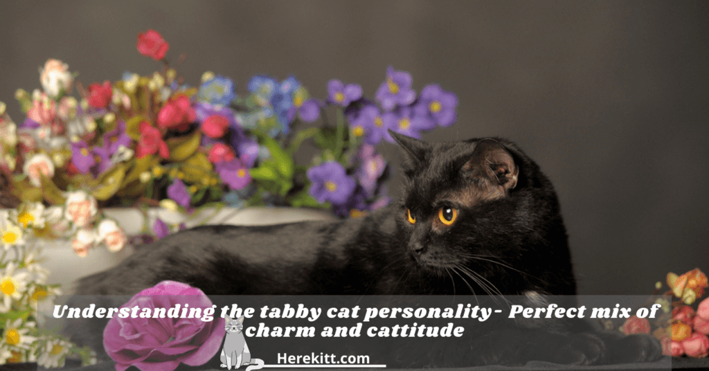 tabby cat personality