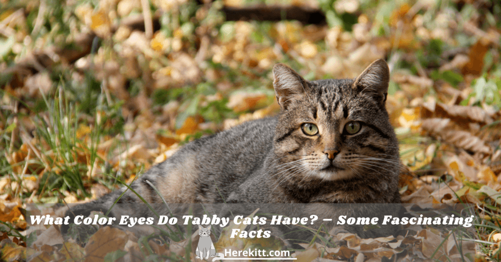 what color eyes do tabby cats have
