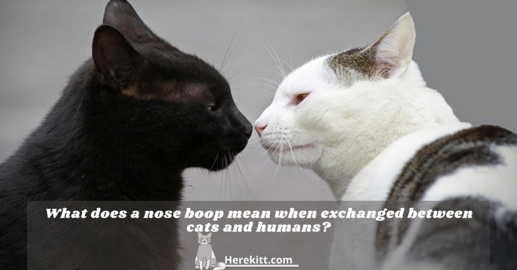 nose boop