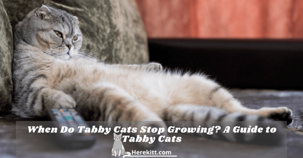when do tabby cats stop growing