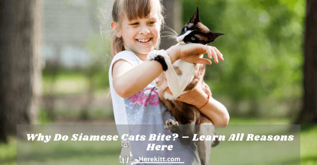 why do Siamese cats bite