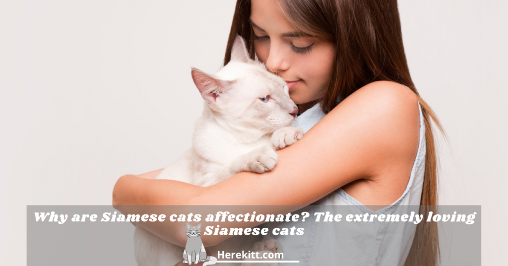 are Siamese cats affectionate