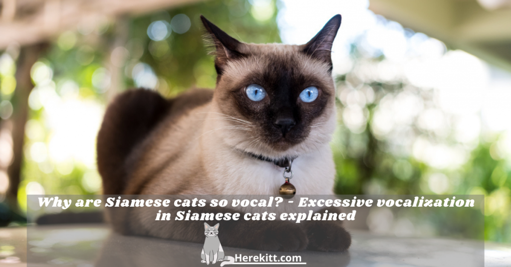 why are Siamese cats so vocal