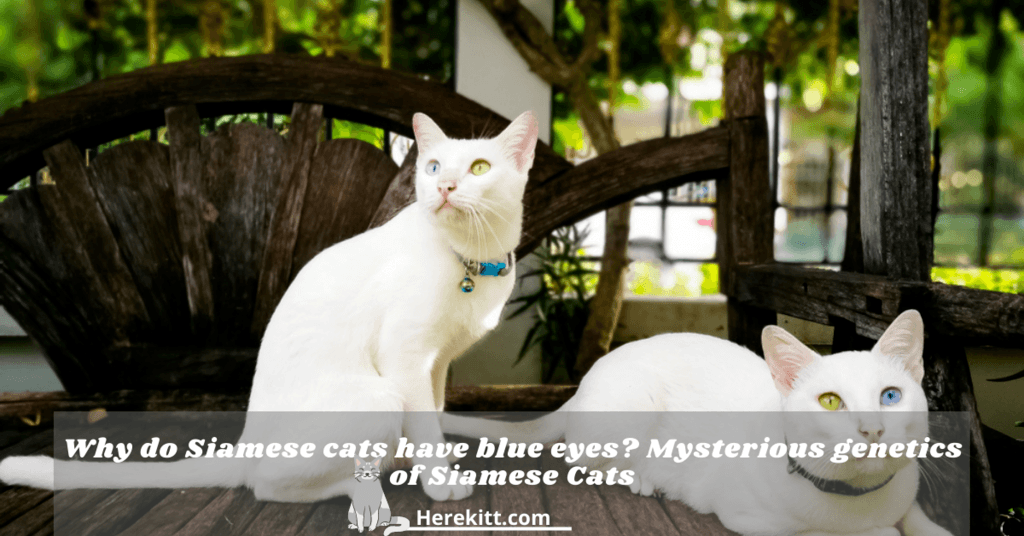 why do Siamese cats have blue eyes
