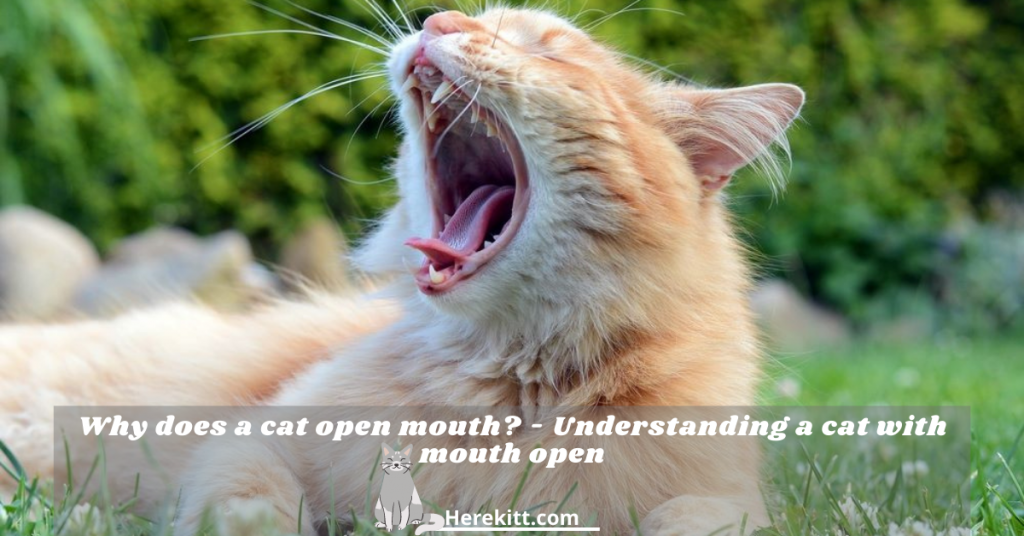 cat open mouth