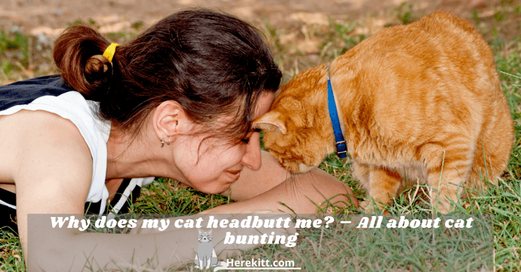 why does my cat headbutt me