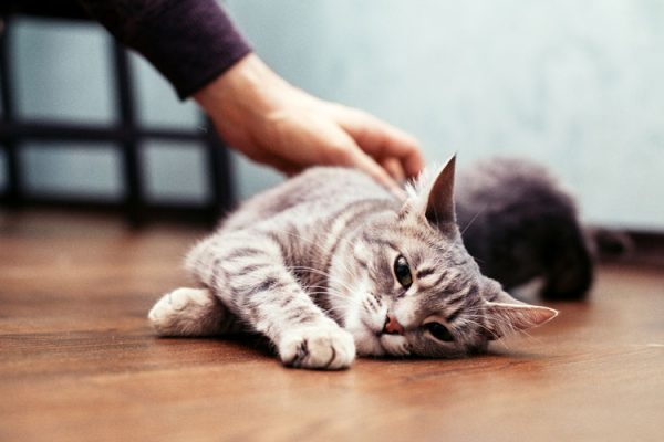 Are Tabby Cats Rare Know About The Stats And Availability HereKitt