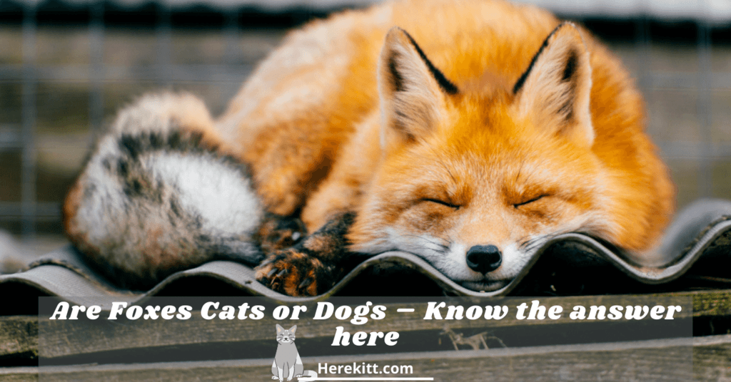 are foxes cats or dogs