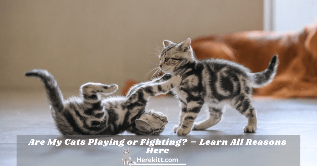 are my cats playing or fighting