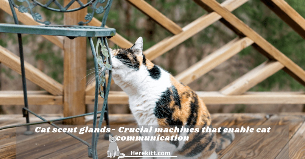 cat scent glands