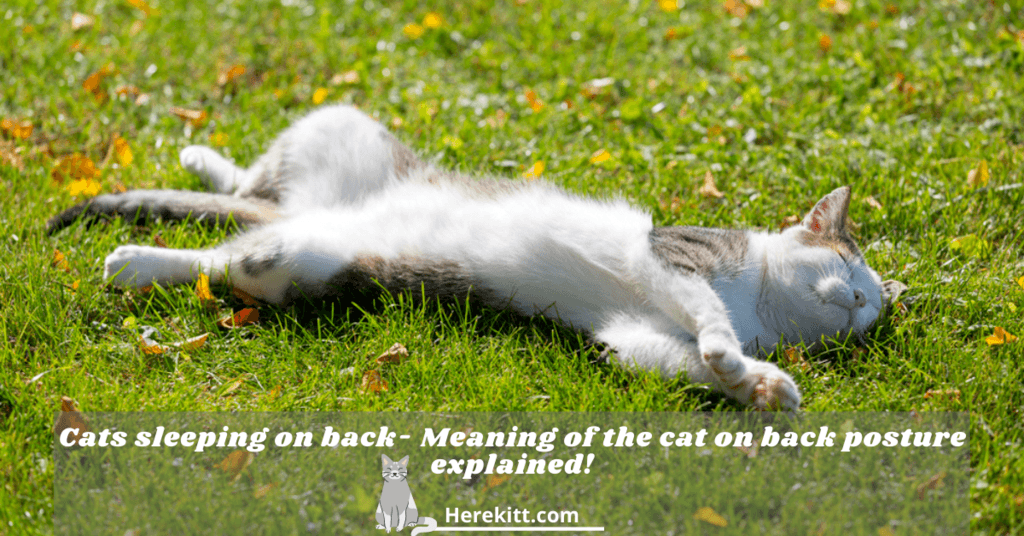 cats sleeping on back
