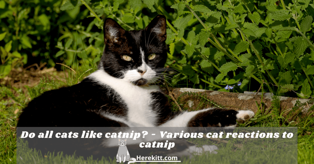 do all cats like catnip