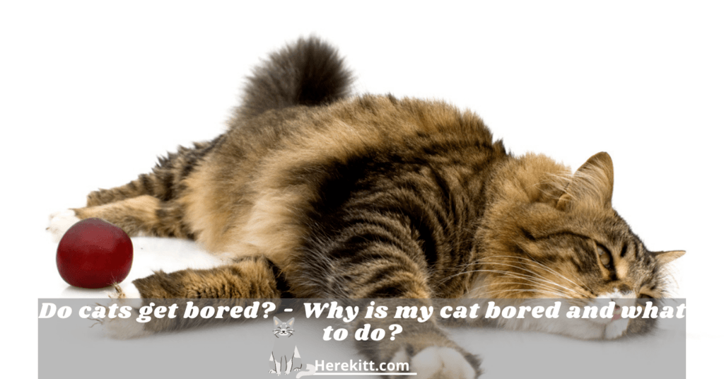 do cats get bored