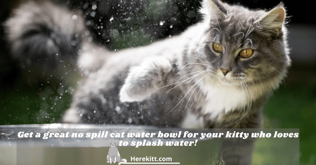 no spill cat water bowl