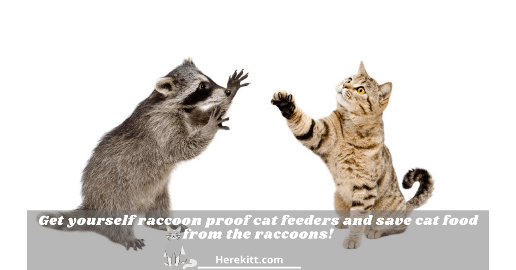 raccoon proof cat feeders