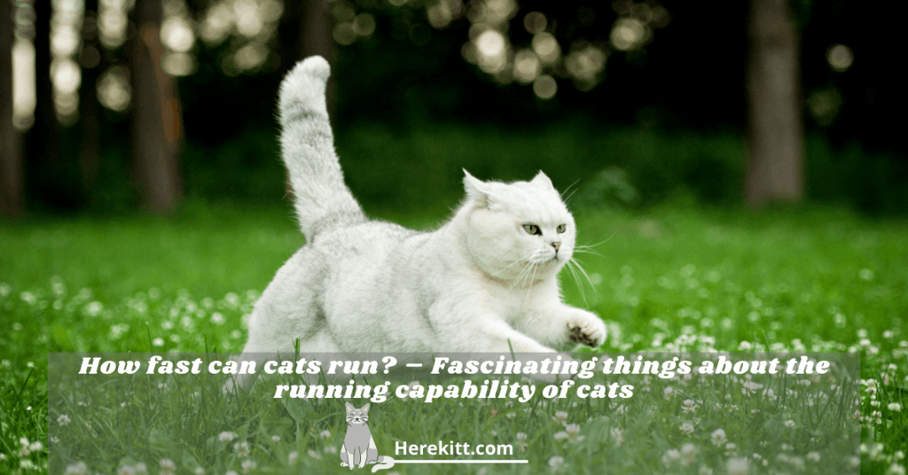 how fast can cats run
