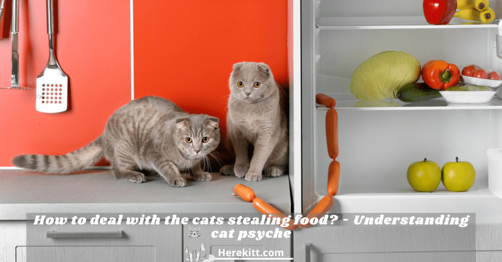 cats stealing food