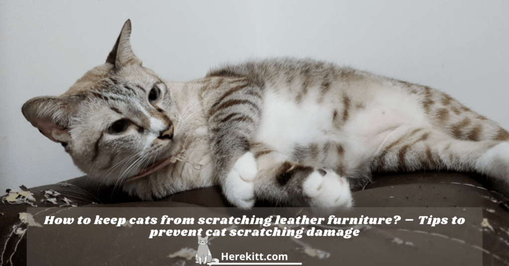 how to keep cats from scratching leather furniture