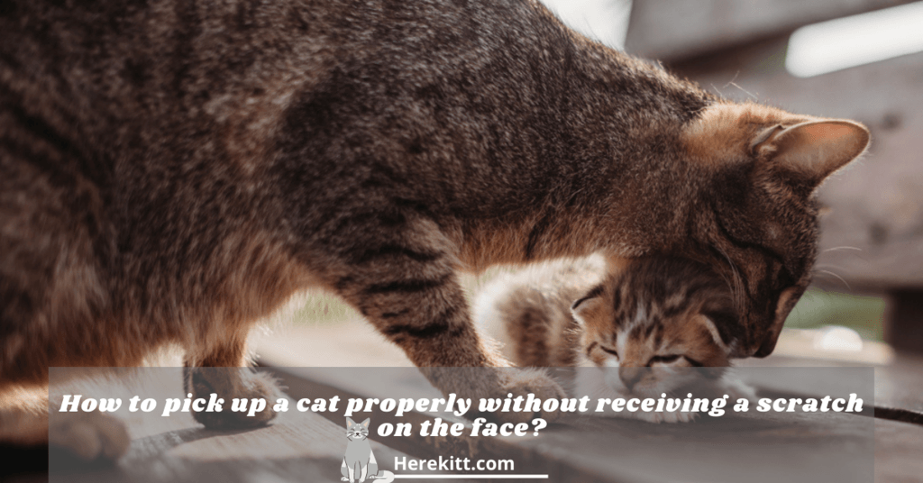 how to pick up a cat properly