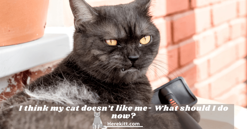 my cat doesn't like me