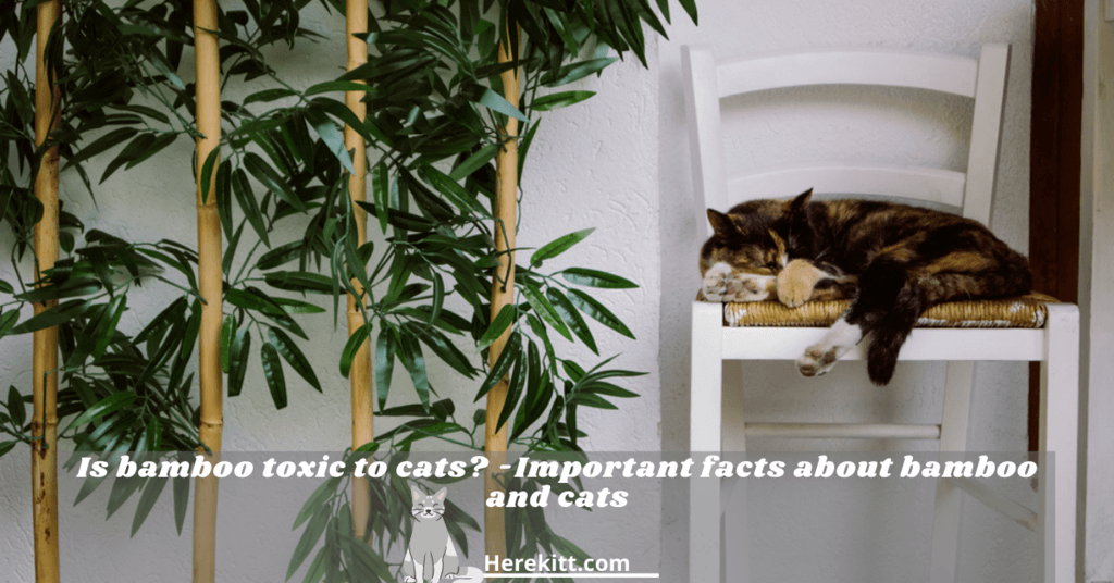 is bamboo toxic to cats