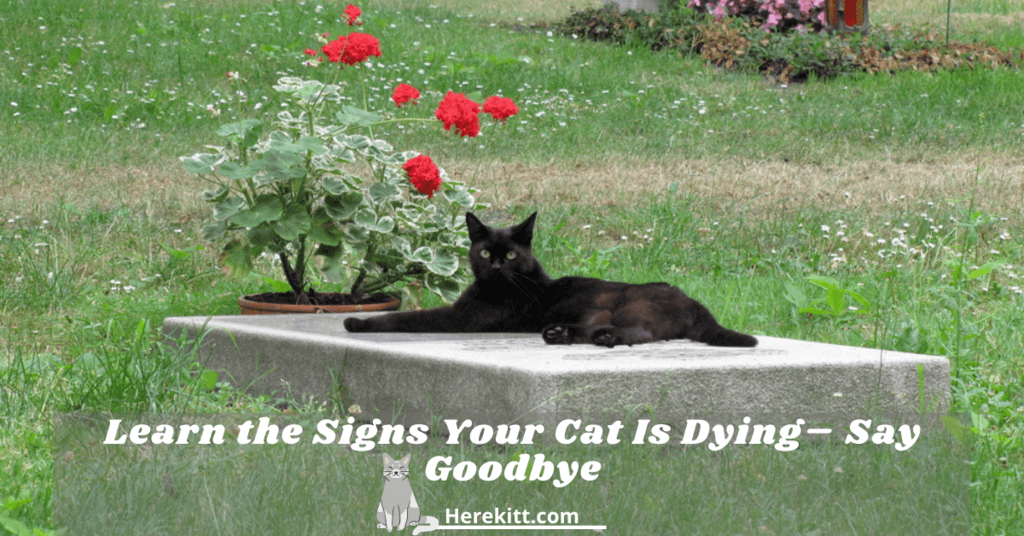 signs your cat is dying