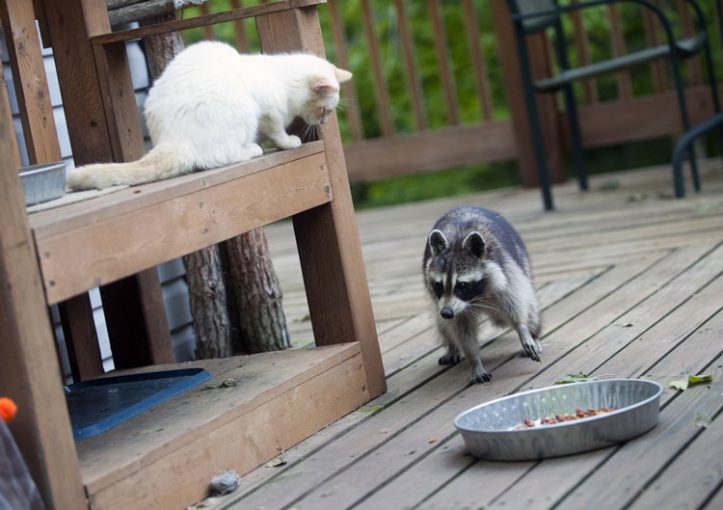 Get Yourself Raccoon Proof Cat Feeders And Save Cat Food From The