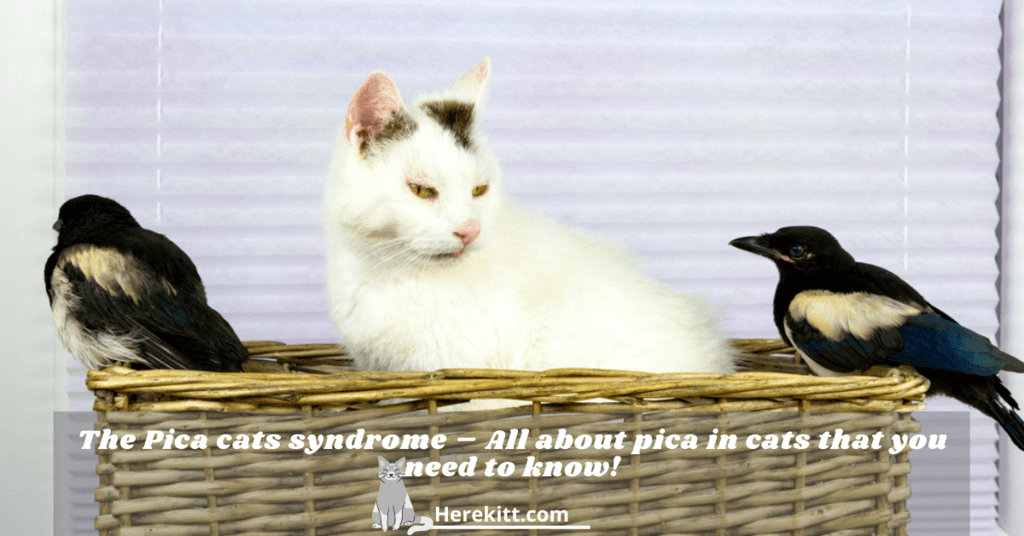 pica cats