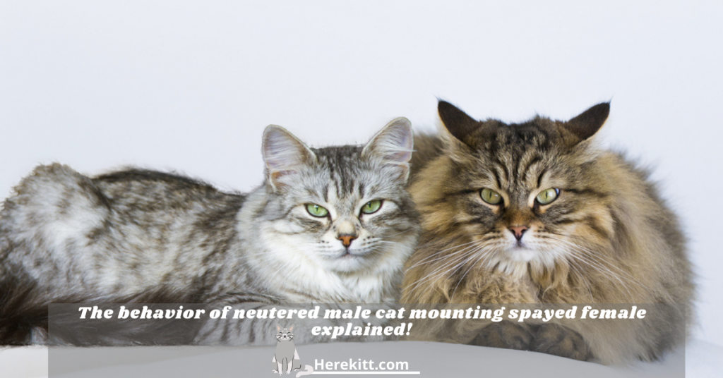 neutered male cat mounting spayed female