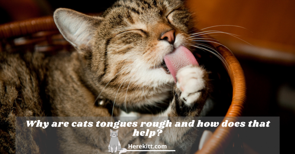 why are cats tongues rough