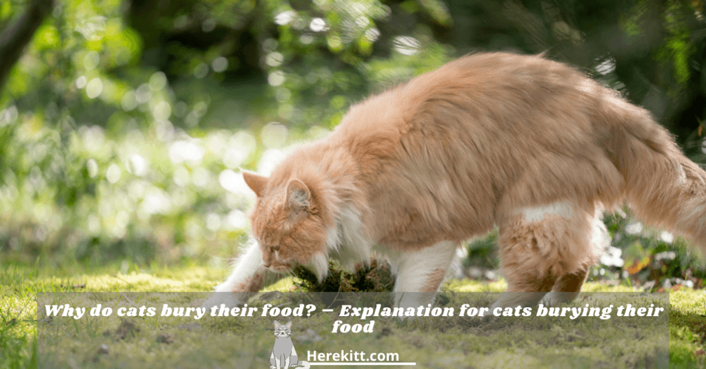 why do cats bury their food