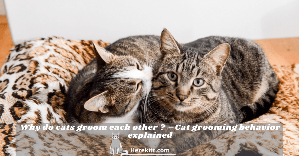 why do cats groom each other