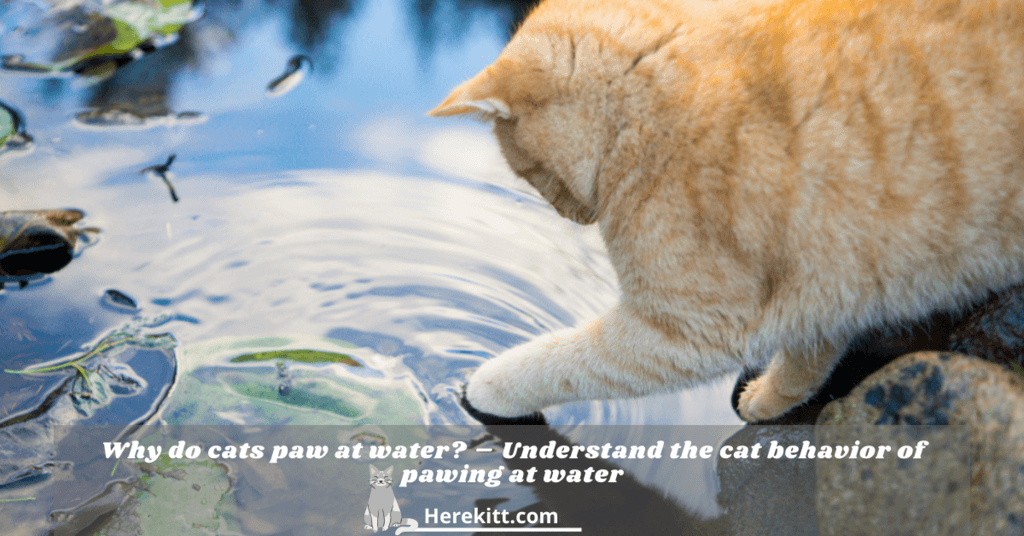 why do cats paw at water