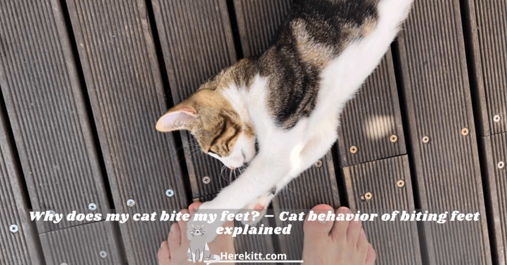 why does my cat bite my feet