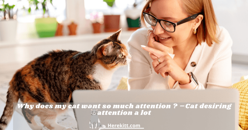 why does my cat want so much attention