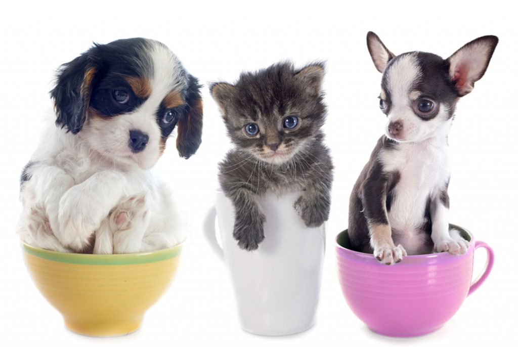 how to take care of a teacup puppy