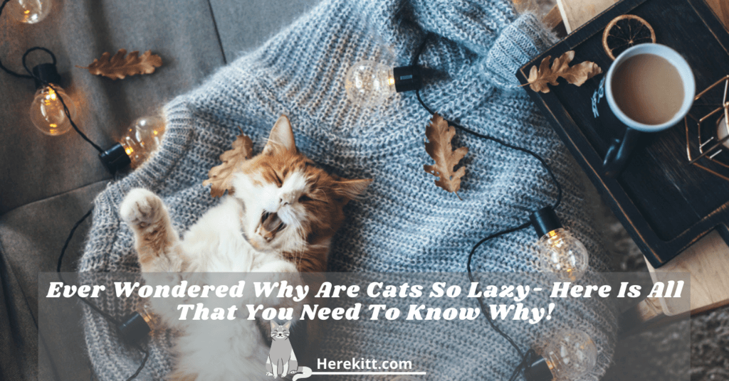 why are cats so lazy
