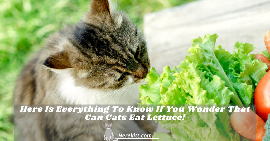 can cats eat lettuce