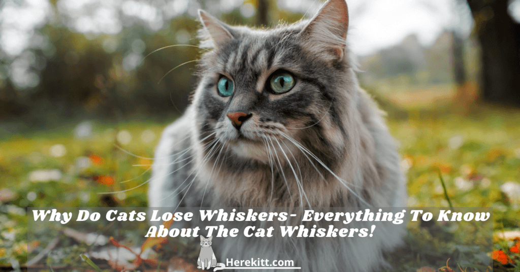 why do cats lose whiskers