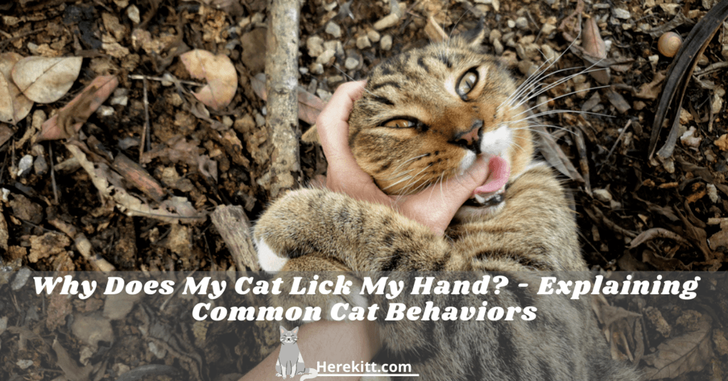 why does my cat lick my hand