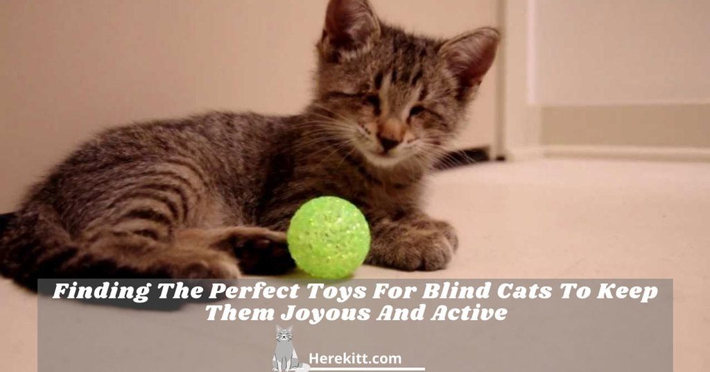 toys for blind cats